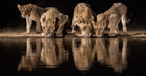 The Watering Hole A Triumphant Tapestry of South African Fauna and Vibrant Hues!